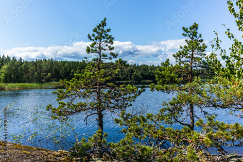The quiet wild forest and lonely trees on the shore of the Saimaa lake in the Linnansaari National Park in Finland - 14
