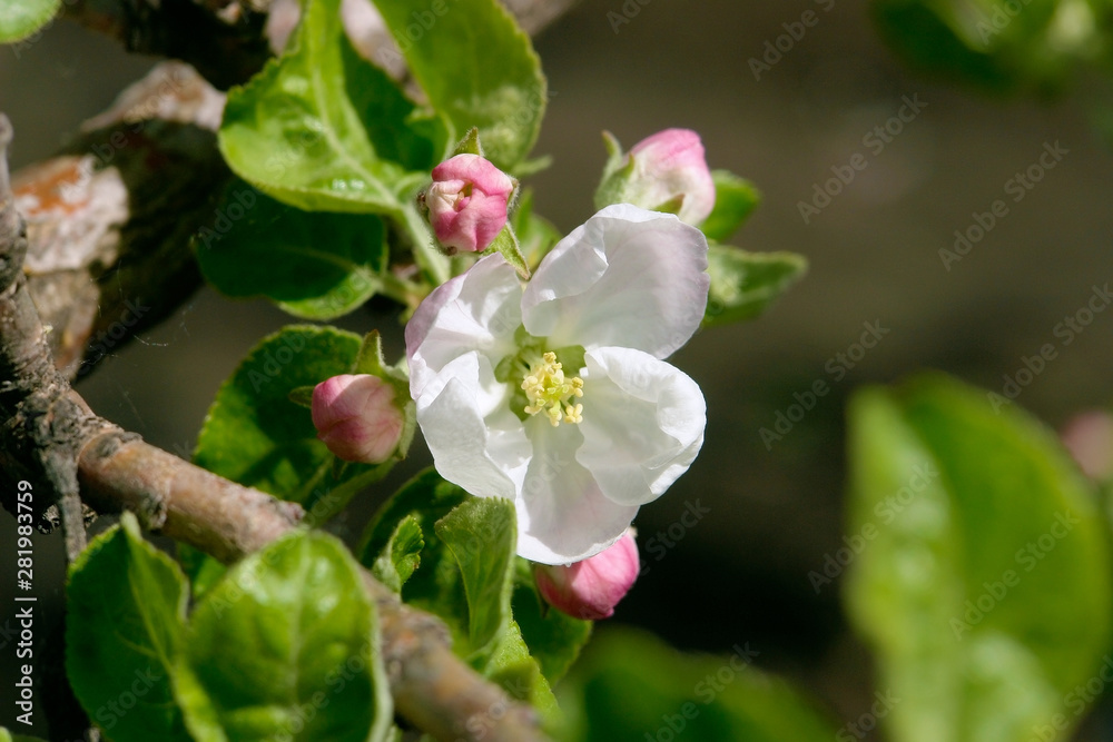 Flowering branches of the apple tree Flowering branches of the apple tree