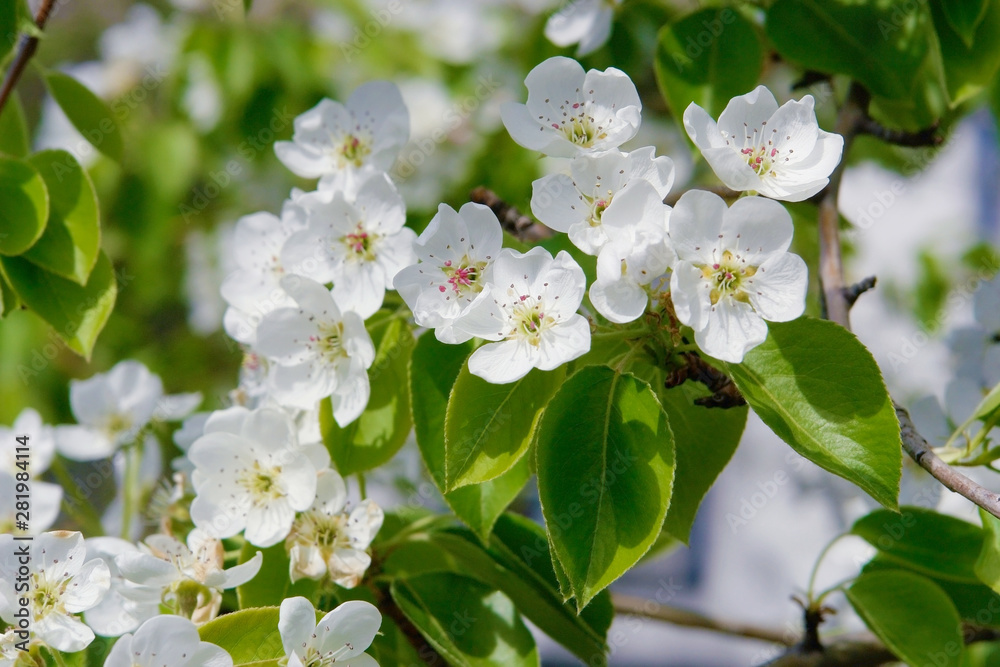 Flowering branches of the apple tree Flowering branches of the apple tree