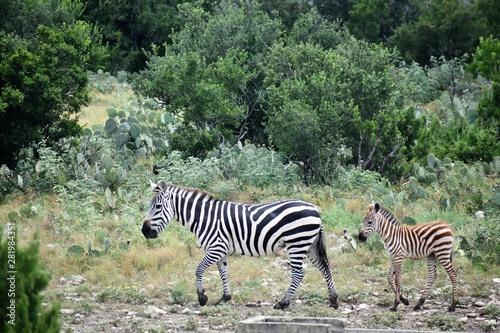Zebra Mom and Baby in the Wild