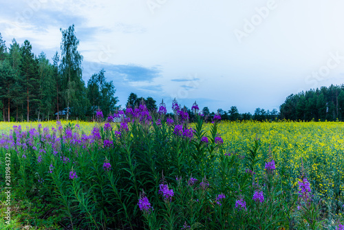 Lupin wildflowers and and rapeseed fields at sunset in Finland