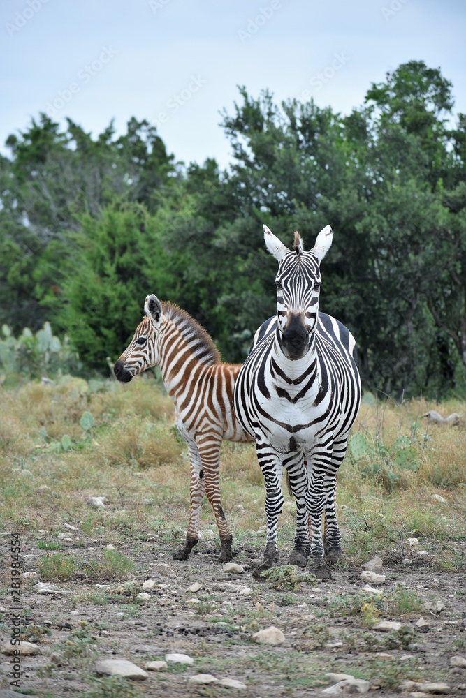 Obraz premium Zebra Mom and Baby in the Wild