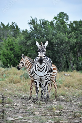 Zebra Mom and Baby in the Wild