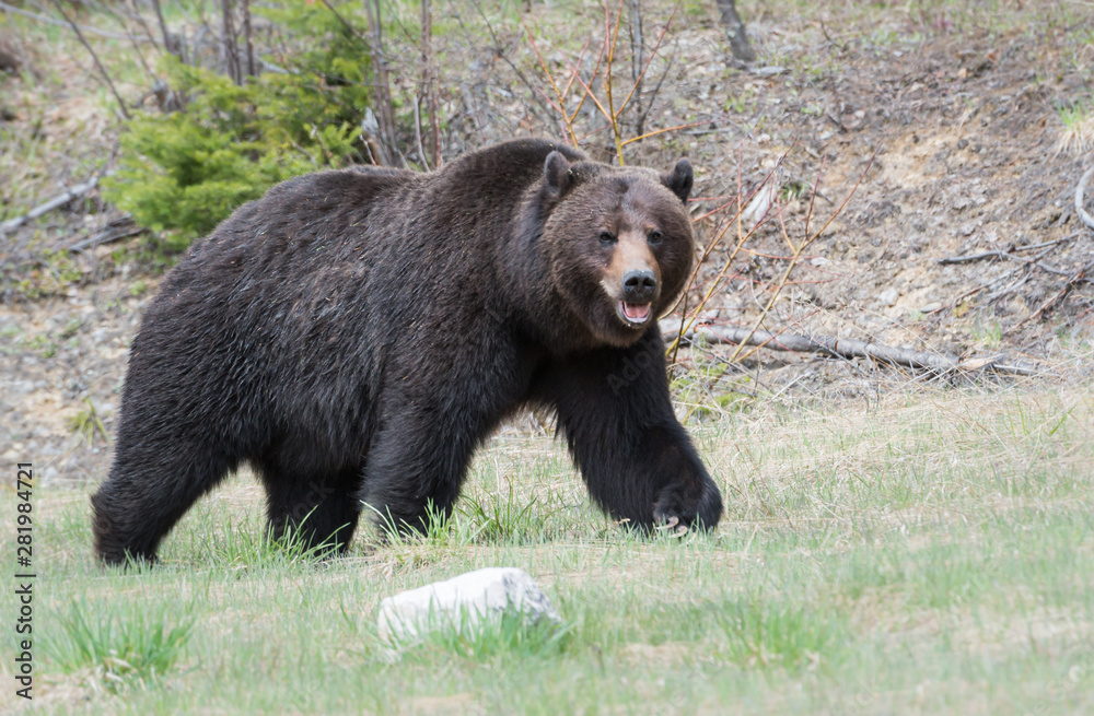 Grizzly bear in the spring