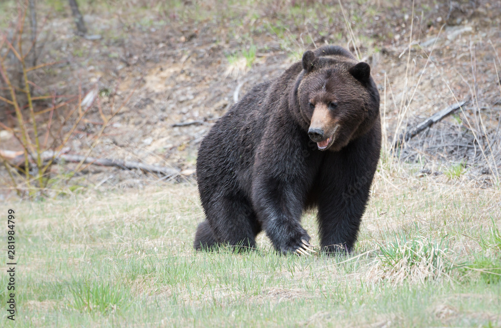 Fototapeta premium Grizzly bear in the spring