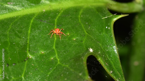 Rote Spinne, Spinne, Spinnmilbe, Obstbaumspinnmilbe, Panonychus ulmi, Milbe, rote Milbe, Insekt, Tier, Makro