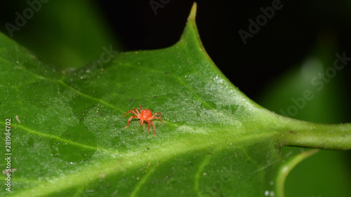 Rote Spinne, Spinne, Spinnmilbe, Obstbaumspinnmilbe, Panonychus ulmi, Milbe, rote Milbe, Insekt, Tier, Makro