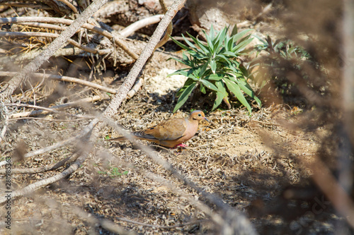 Wallpaper Mural wild bird Torontodigital.ca