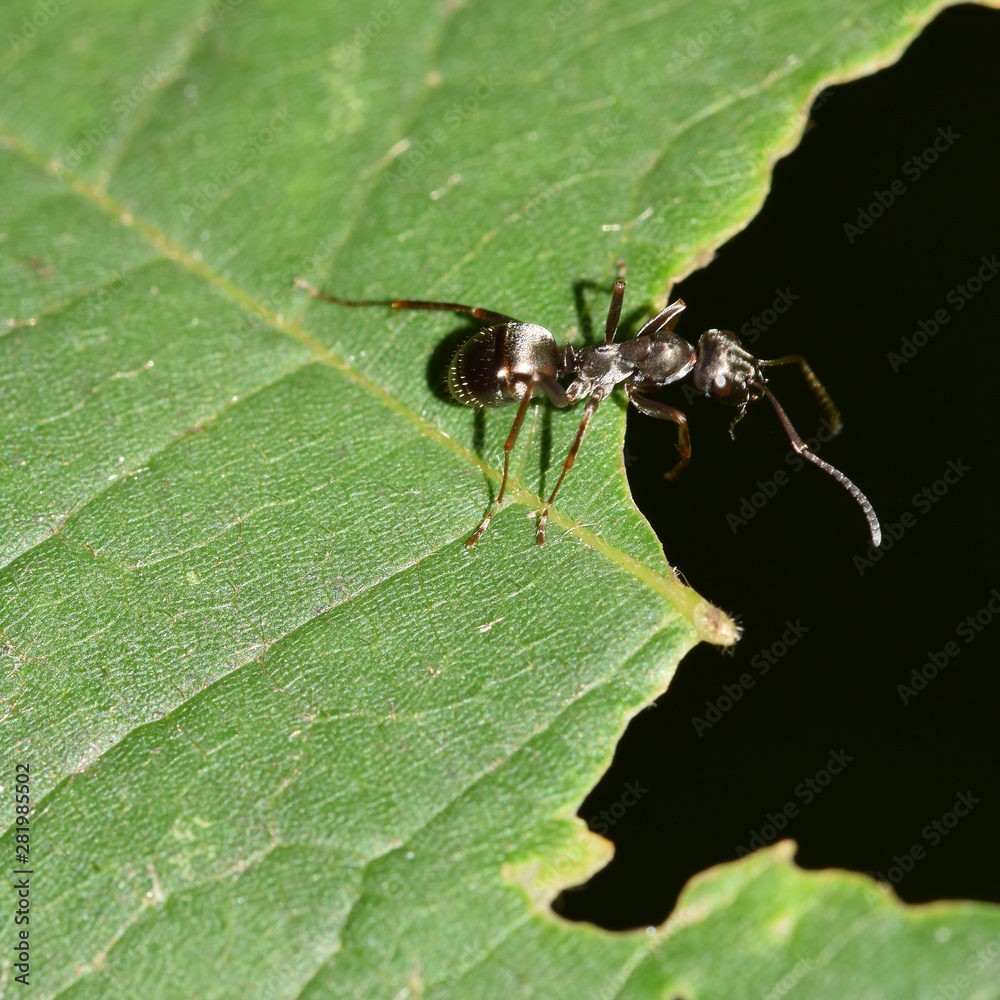 Ameise, Formicidae, Gliederfüßer, Insekt, Makro, Tier, Natur Ameise, Formicidae, Gliederfüßer, Insekt, Makro, Tier, Natur