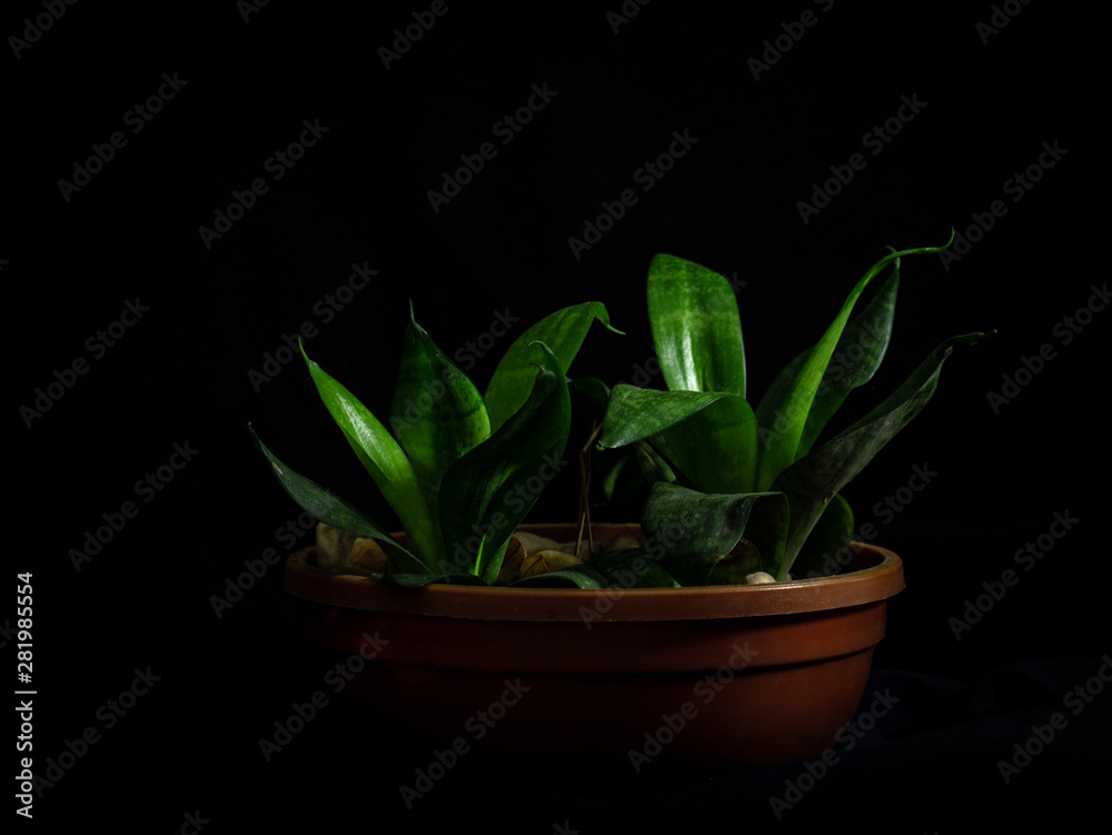 Close-up of a beautiful plant with wide green leaves in brown plastic pot and stones isolated with black background Close-up of a beautiful plant with wide green leaves in brown plastic pot and stones isolated with black background
