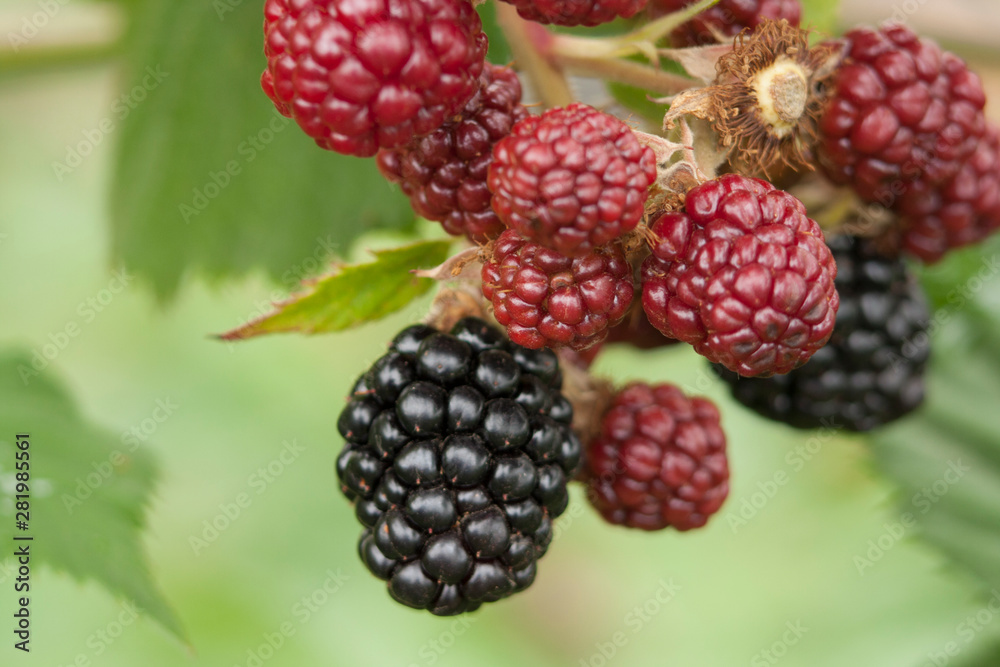 Closeup of black and red blackberries on a branch in the garden Closeup of black and red blackberries on a branch in the garden