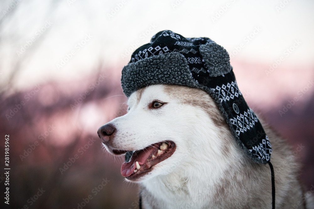 Funny husky dog is in black warm hat. happy dog breed siberian husky is on the snow in winter forest. Stock Photo Adobe Stock