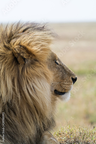 Close-up of a proud male lion king with impressive mane relaxing at Serengeti National Park  Tanzania  Africa.