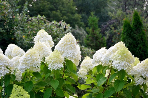 Stunning lush bush of white hydrangeas on the background of the garden