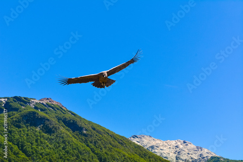 The famous Condor flying in the Andes mountains. Patagonia, Chile.
