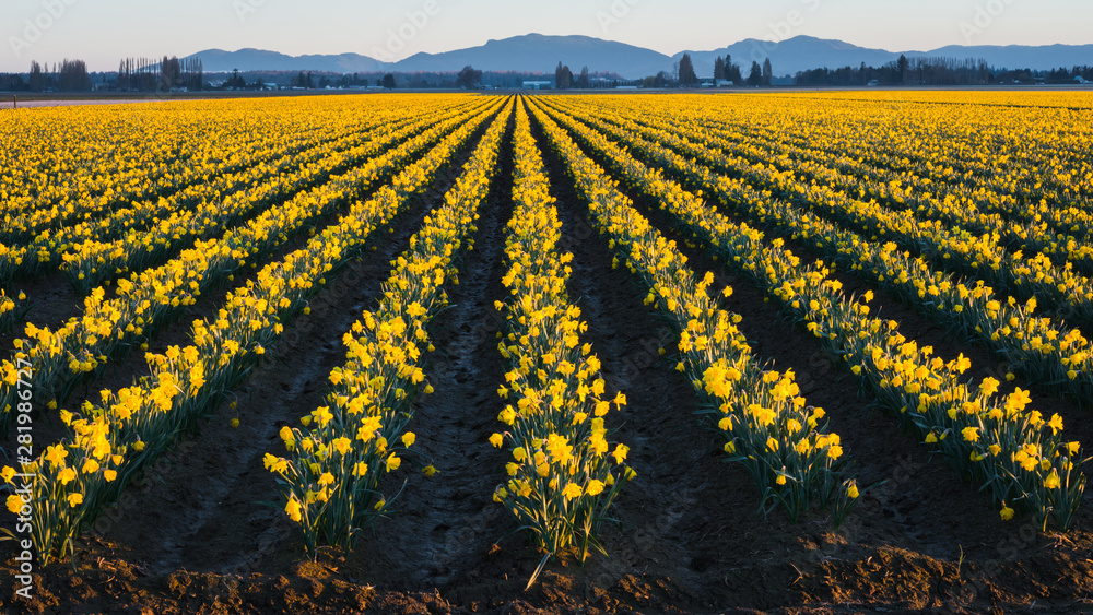 Field of yellow daffodils in bloom in the Skagit Valley Washington State