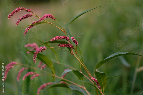 Polygonum lapathifolia, the pale persicaria, on green blurred background photo