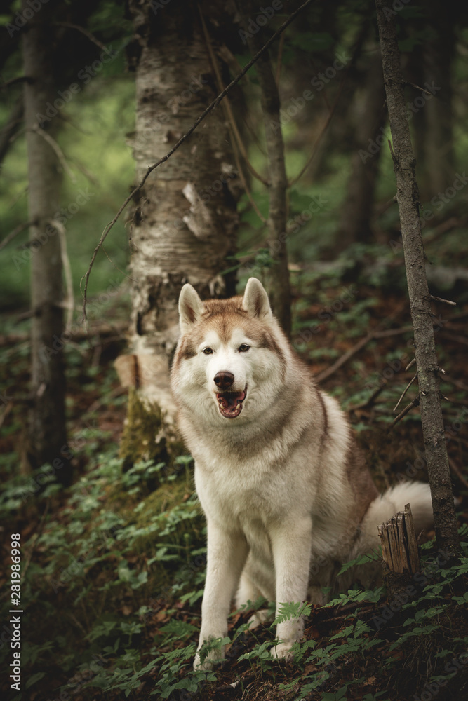 Happy and beautiful dog breed siberian husky sitting in the green forest.