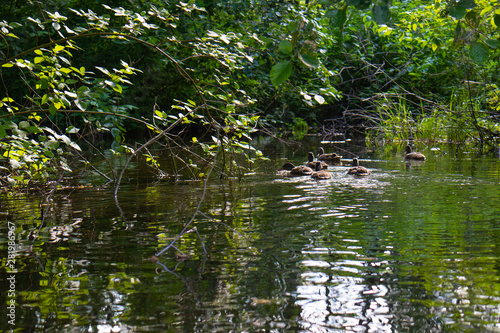 a group of wild ducks sail down a stream covered with trees
