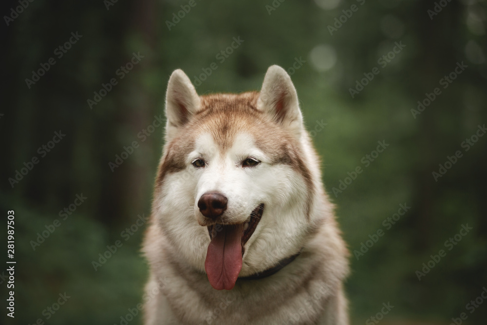 Portrait of adorable and beautiful dog breed siberian husky sitting in the green forest.