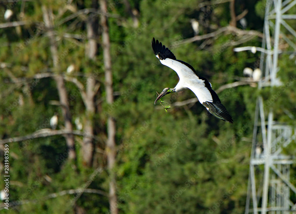 One wood stork flying with a twig One wood stork flying with a twig