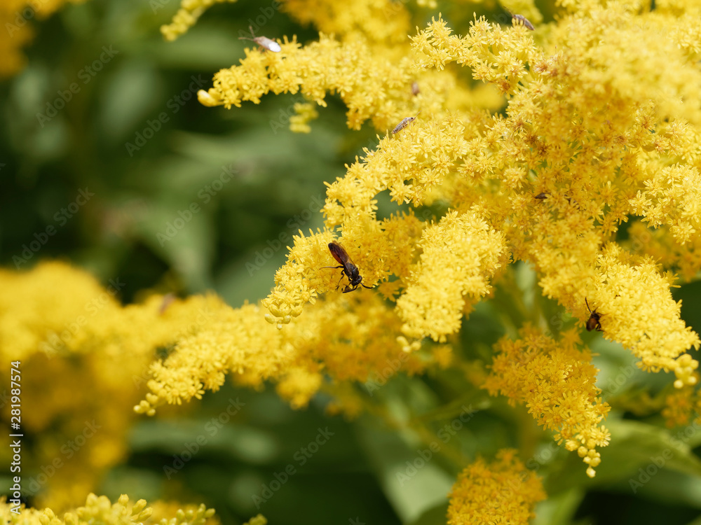 Solidago canadensis | Solidage ou verge d'or du Canada aux panicules de petites fleurs composées et denses jaune or sur de hautes tiges Solidago canadensis | Solidage ou verge d'or du Canada aux panicules de petites fleurs composées et denses jaune or sur de hautes tiges