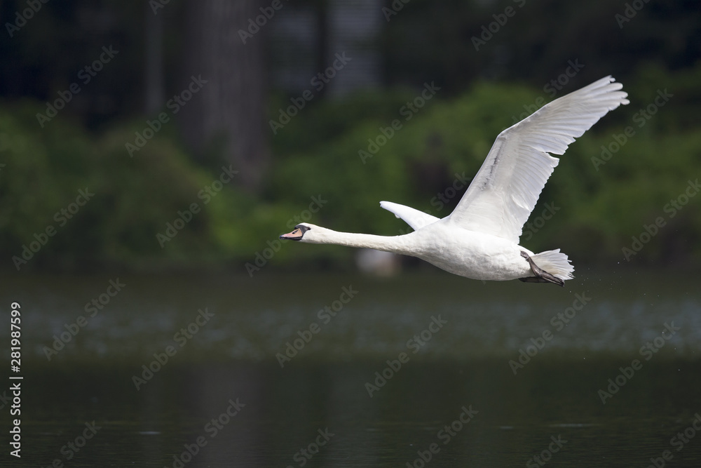 An elegant mute swan (Cygnus olor) flying in highspeed in a lake in the city Berlin Germany. An elegant mute swan (Cygnus olor) flying in highspeed in a lake in the city Berlin Germany.