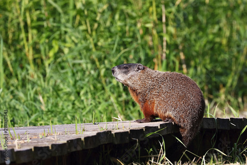 The groundhog (Marmota monax), also known as a woodchuck, american rodent