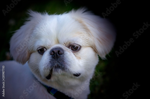 Portrait small white young puppy pekinese