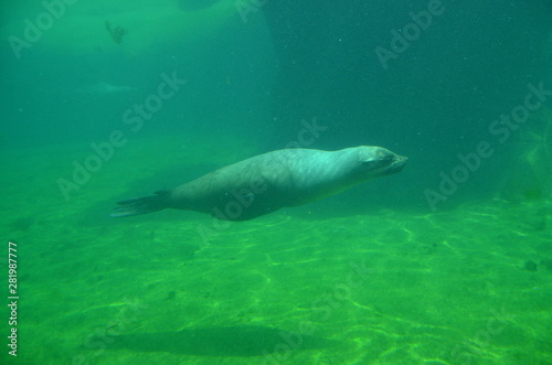 Harbor seal  Phoca vitulina 