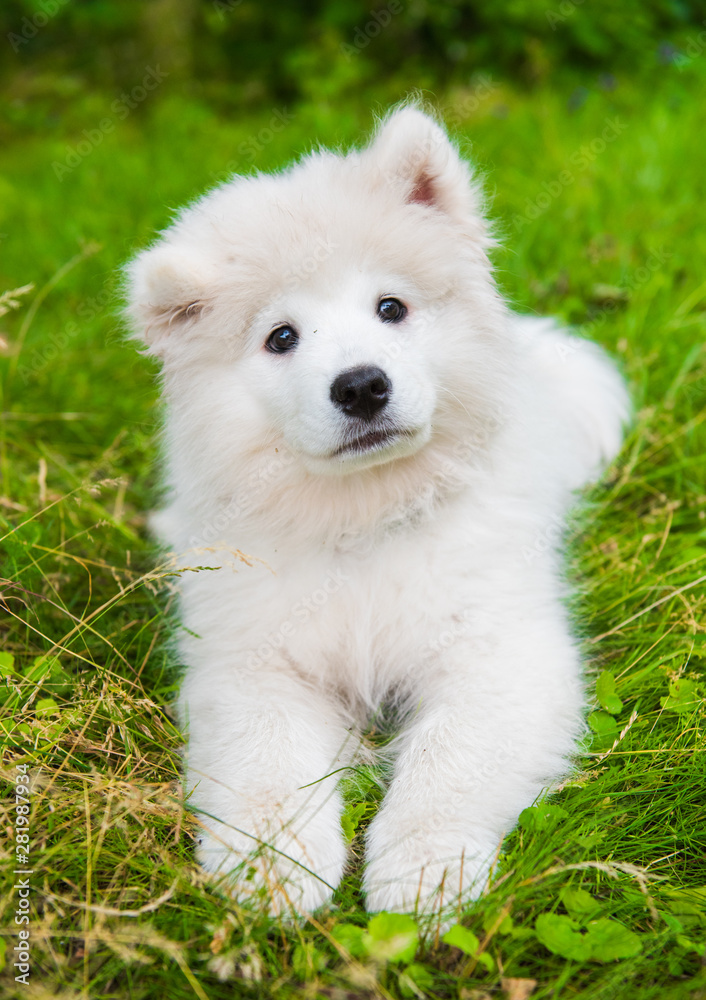 Funny Samoyed puppy dog muzzle in the garden on the green grass