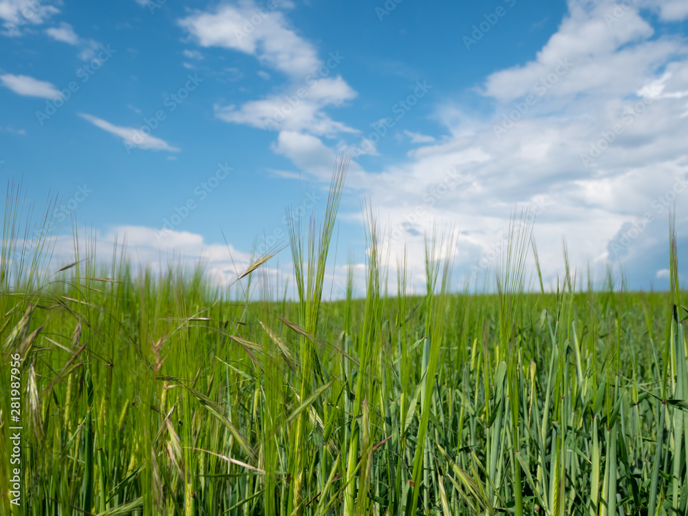 Obraz premium Spring landscape. Green field, blue sky and white clouds.