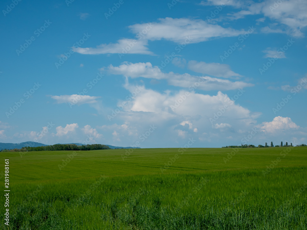 Spring landscape. Green field, blue sky and white clouds.