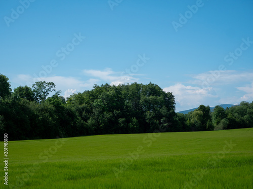 Spring landscape. Green field, blue sky and white clouds.