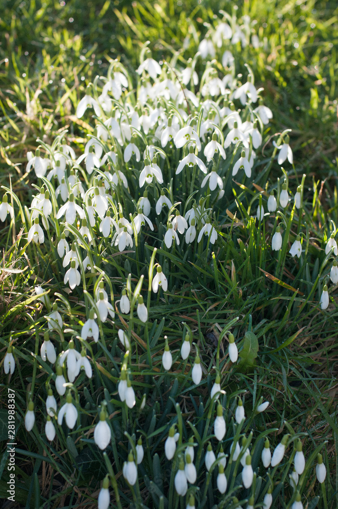 Fototapeta premium Snowdrops on a sunny spring day.