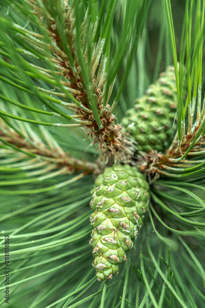 A closeup macro image of two green pine cones on a long needle evergreen tree branch showing great detail and texture. A closeup macro image of two green pine cones on a long needle evergreen tree branch showing great detail and texture.