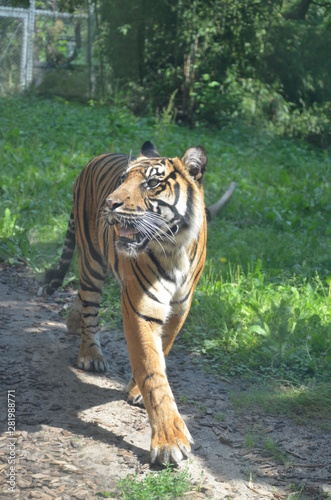 Siberian tiger  Panthera tigris altaica 