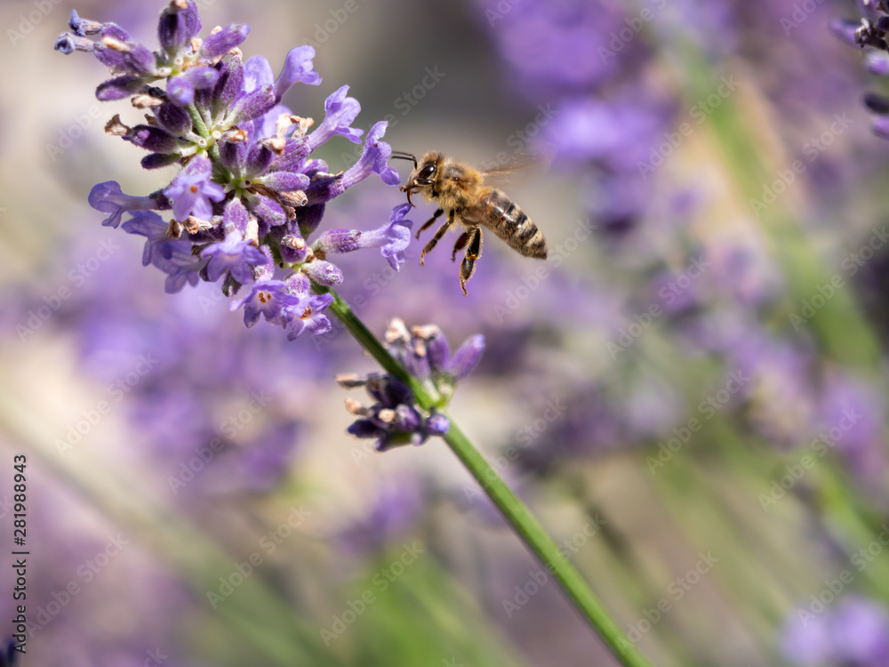 Bee on lavender. Lavender closeup. Lavender background. Bee on lavender. Lavender closeup. Lavender background.