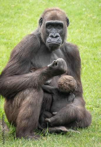 Western forest gorilla mother and baby