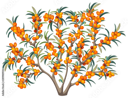 Bush of sea buckthorn. Isolated vector illustration on white background.