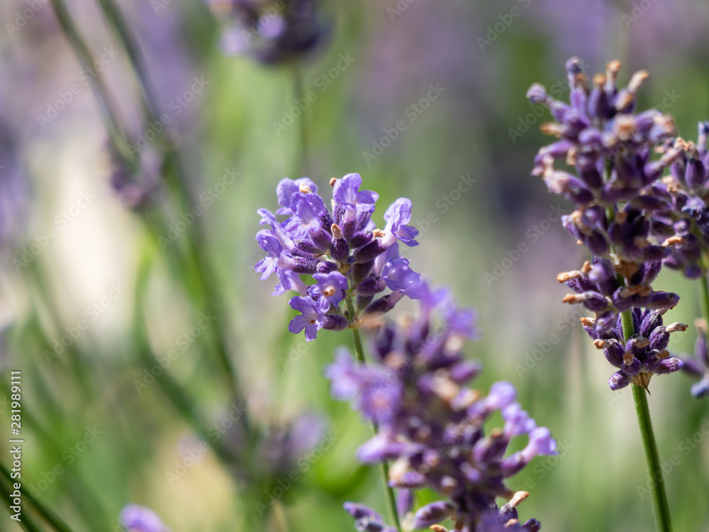 Bee on lavender. Lavender closeup. Lavender background. Bee on lavender. Lavender closeup. Lavender background.