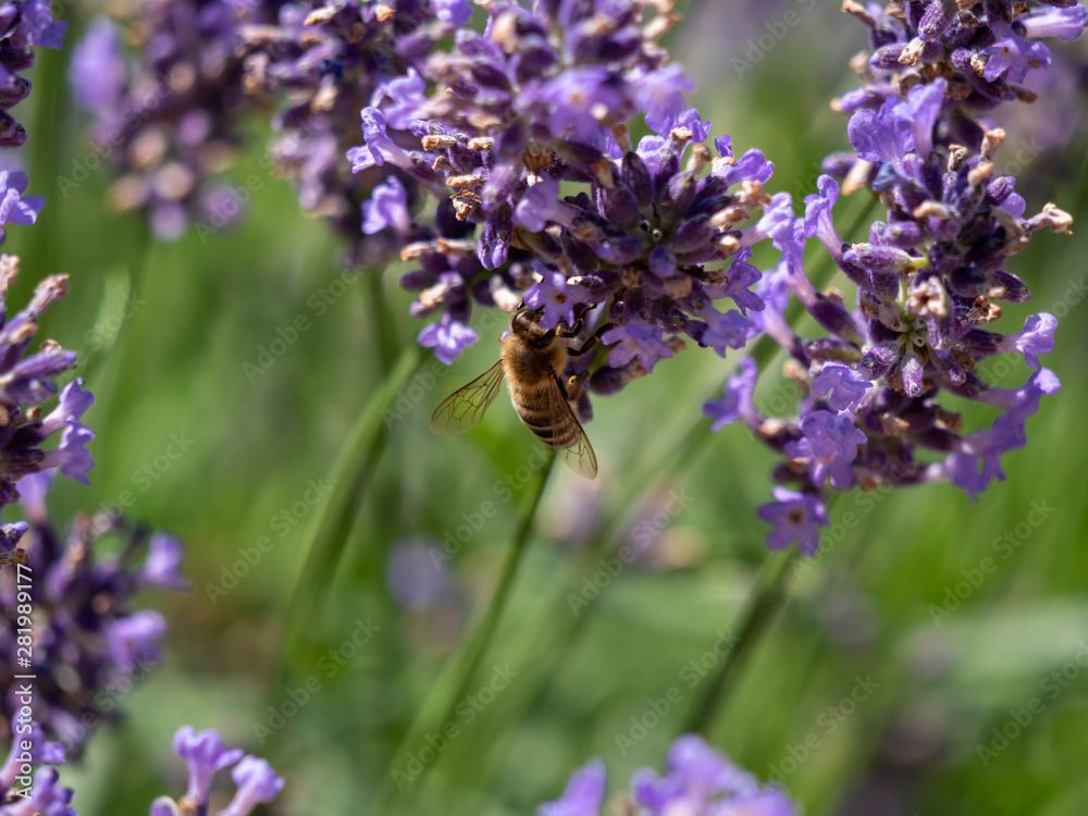 Bee on lavender. Lavender closeup. Lavender background. Bee on lavender. Lavender closeup. Lavender background.