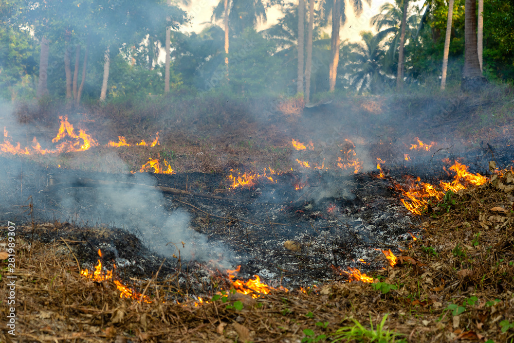 Bush fire in tropical forest in island Koh Phangan, Thailand, close up Bush fire in tropical forest in island Koh Phangan, Thailand, close up