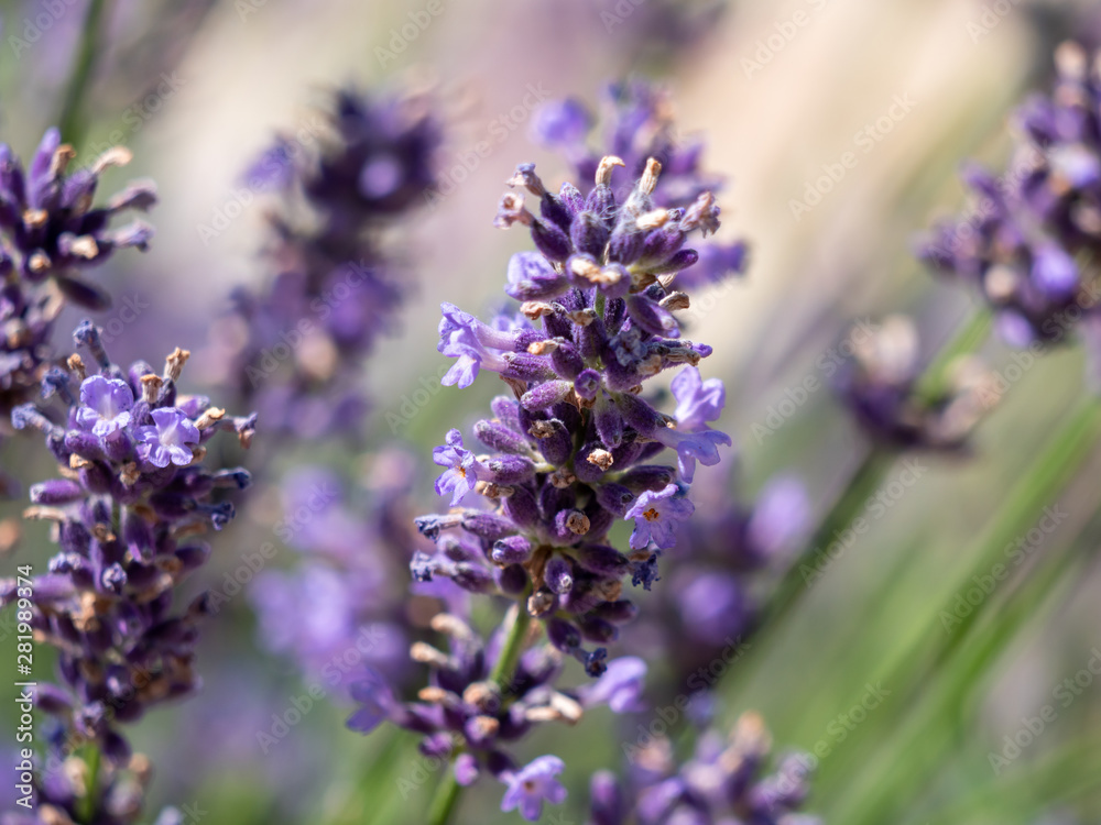 Lavender closeup. Lavender background. Flowers of lavender. Lavender closeup. Lavender background. Flowers of lavender.