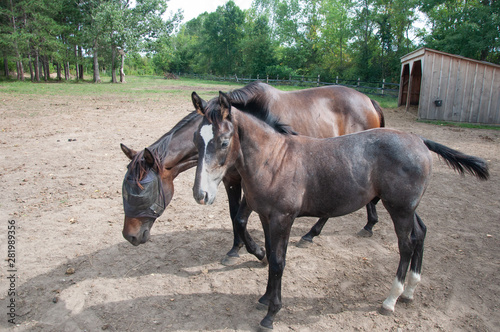 portrait of horse