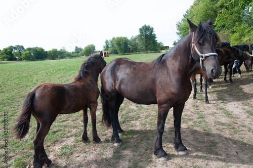 horse and foal