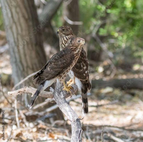 Young Cooper's Hawks on low branch in cottonwood forest along Rio Grande in New Mexico photo