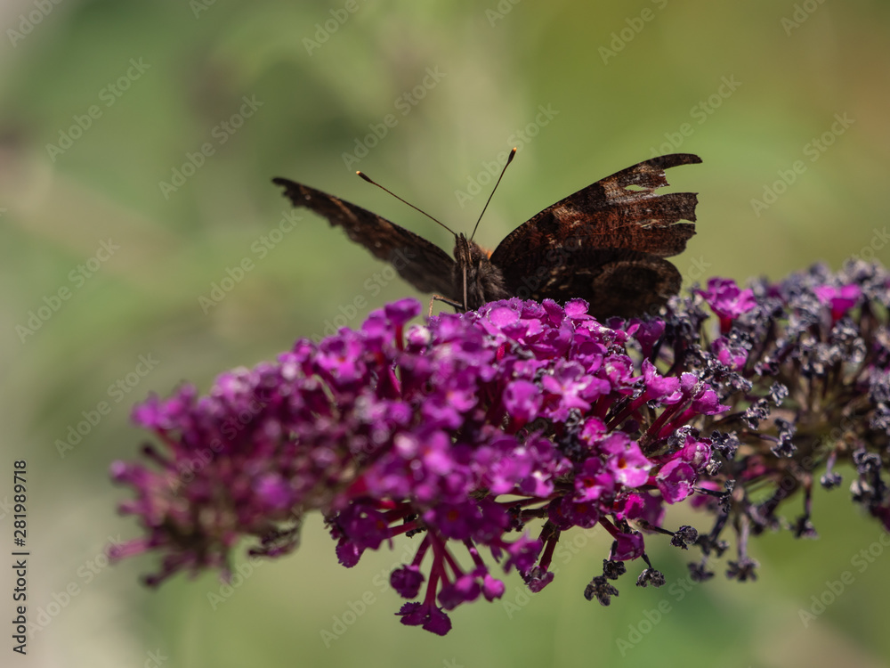 European peacock (Aglais io or Inachis io) on green trees closeup. Butterfly on flowers closeup. European peacock (Aglais io or Inachis io) on green trees closeup. Butterfly on flowers closeup.