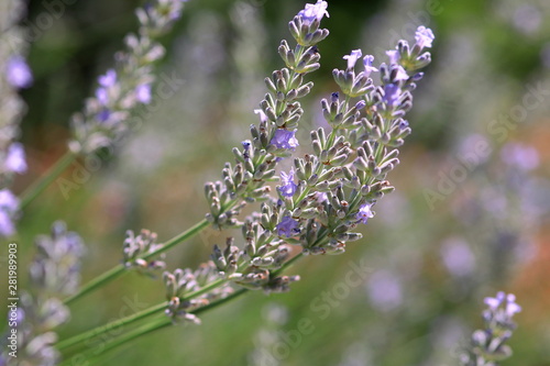 Lavender flower in sunlight