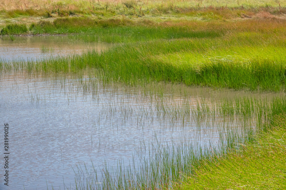 A vernal pond with colorful grass along a hiking trail in the Fort Ord National Monument, in Salinas California. A vernal pond with colorful grass along a hiking trail in the Fort Ord National Monument, in Salinas California.